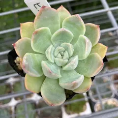 2025年最新】ラウイ 多肉 植物の人気アイテム - メルカリ