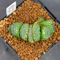 送料】メルカリ便 鉢植え発送用 - メルカリ
