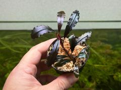 Bucephalandra sp. Ghost Kalimantan