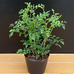 すぐに大きくなるシマトネリコ　直径9cmポット苗のサムネイル