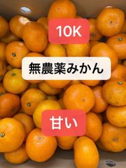 無農薬みかん10K‼️LM混合サイズ‼️濃厚で美味しい北海道東北各県沖縄発送不可