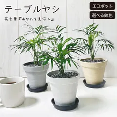 観葉植物 小さい テーブルヤシ 4号 エコポット鉢 黒皿付 黒デコジャリ小付 おしゃれ 母の日 鉢植え 人気 自宅用 人気 インテリア リビング シンプル 送料無料 [黒2]