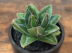 Agave/アガベ  笹の雪/D型 短葉幅広 美株 発根済  送料込み