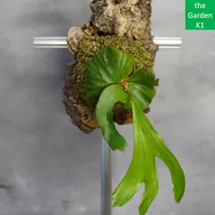 2025年最新】コロナ ビカクシダの人気アイテム - メルカリ