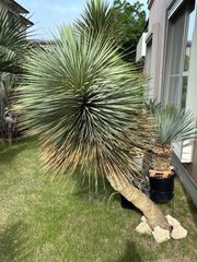 ユッカ ロストラータ 幹曲がり 大株 - メルカリ