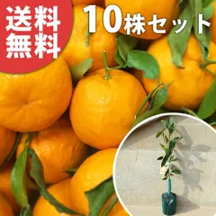 2025年最新】ポンカン 苗木の人気アイテム - メルカリ