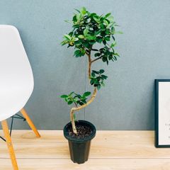 現品］☆おしゃれ☆ 29番 フィカス アルテシマ 曲がり 7号 観葉植物