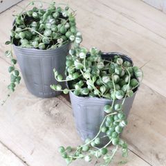 ひよこモリモリ♡斑入りグリーン（マーブル）ネックレスメルカリ便で モリモリ♡斑入りグリーン（マーブル）ネックレス♡2.5号♡2個セット