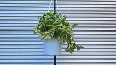 【観葉植物】トラディスカンティア　フルミネンシス　バリエガータ　6号吊鉢