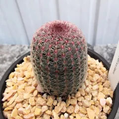 ✨週末SALE✨花、蕾あり❗️直径1.5センチ☆レブチア☆ミニ赤花