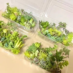 〜多肉植物カット苗〜詰め合わせ(50グラム以内)フードパック発送
