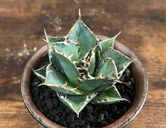 Agave Titanota アガベ チタノタ厳竜/南覇王 強棘 美株！発根済み 送料込み