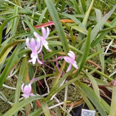 洋蘭 原種 洋らん Holcoglossum. lingulatum 開花中 - メルカリ