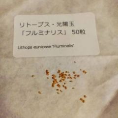 【種子50粒】リトープス・光陽玉「フルミナリス」