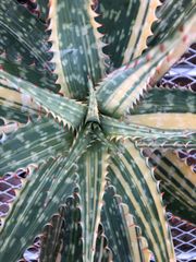 Aloe saponaria f.varieg アロエ　サポナリア錦　斑入り
