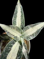 2025年最新】ジュエルオーキッドの人気アイテム - メルカリ