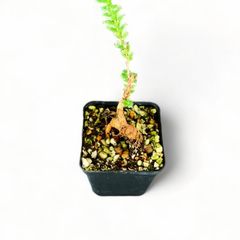 【塊根植物】トリコディアデマ・ブルボスム｜3年目｜抜き苗　②
