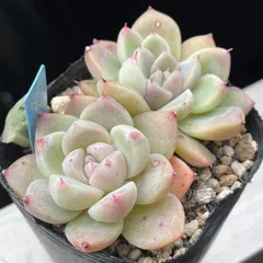 No.508 ❁モダンジェオン❁ 抜き苗 多肉植物 寄せ植え No.508 ❁モダンジェオン❁ 抜き苗 多肉植物 寄せ植え