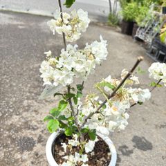 巨大輪ビバーナムステリーレ6号ポット苗来季用