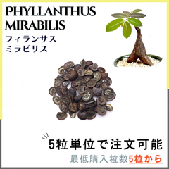 【種子】フィランサス ミラビリス /セット割あり 数量5粒から購入OK