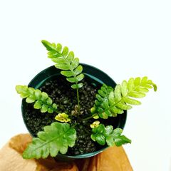 はじまる植物 - メルカリShops