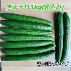 きゅうり1kg 宮崎県産 ネコポスサイズ