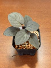 Homalomena sp. "Pink Velvet"【Kn】