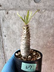 【現品限り】パキポディウム・グラキリス【A27】 Pachypodium gracilius【植物】塊根植物 夏型 コーデックス