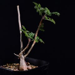 3MA 実生 パキコルムス ディスカラー コーデックス 塊根植物 パキコルムスディスカラー