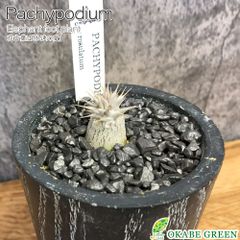 パキポディウム デンシカウレ 恵比寿大黒 牛乳植物さんのミルク鉢+富士