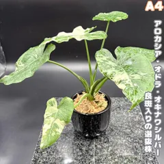 2025年最新】クワズイモ斑入りの人気アイテム - メルカリ