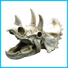 翼竜 化石 [PT15] コロボリンクス 恐竜の歯 希少 レア