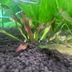 xyris sp red水中葉子株1株 水草 ADA 水槽 - メルカリ