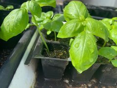 スイートバジル　カット苗　8本セット　無農薬栽培