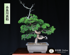糸魚川真柏（捻転幹・ジン・シャリ）小品盆栽 【泰寿園 Online】現品 一点物 真柏 松柏 松 初心者 室内 鑑賞 趣味 卓上盆栽 盆栽鉢 グリーン 和 ギフト プレゼント 贈答品 誕生日 母の日 父の日 敬老の日 記念日 お祝い 優良葉性 インテリア 4