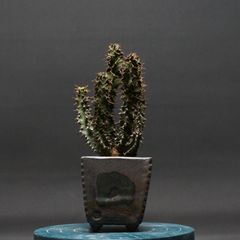 ユーフォルビア ノベリー【閃光閣】 