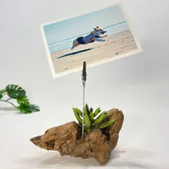 メモスタンド　MC22037　メモクリップ　フォトスタンド　カードスタンド　流木インテリア　流木オブジェ　ナチュラル　素朴