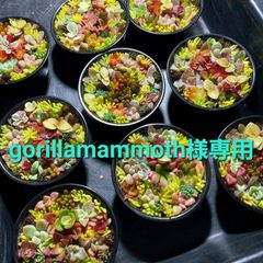 gorillamammoth様専用