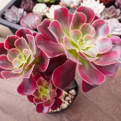 大株❤️メデューサ❤️9頭群生　アエオニウム　木立　　多肉植物　ブーケ 2025年最新】アエオニウム メデューサの人気アイテム - メルカリ