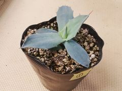 アガベパリーホーチエンシス抜き苗1株プランツタグ付き