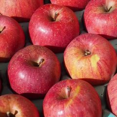 長野県産サンふじ　りんご2kg   家庭用特別価格