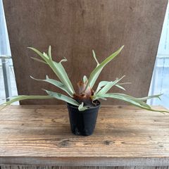 ★コウモリラン ベイチー 群生 スリットポット 現品  Platycerium veitchii ビカクシダ 麋角羊歯 ビーチー ビッチー ヴィーチー 観葉植物 観葉 植物 珍奇植物 珍奇 珍しい ハンギングもおすすめ インテリア プレゼント おしゃれ