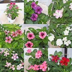 花苗 ビンカ ニチニチソウ 3.5号 北島園芸 オリジナル レッド ピンク パープル ホワイト 多年草 夏の花