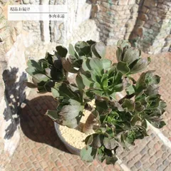 アルボレウム 大群生 11頭 JI9 アエオニウム 年代物多肉 10cmポット おすすめ販売 写真の子をお届け 贈り物 盆栽仕立て 観葉植物