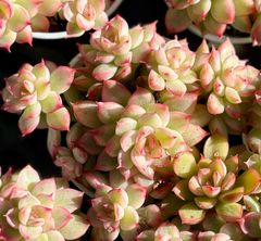 メビナ錦　群生根付き　エケベリア　韓国苗　多肉植物