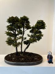 【盆栽】八ッ房檜　株立ち