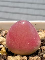 コノフィツム　ブルゲリ C 1.7cm 大苗 抜き苗 多肉植物 メルカリ便