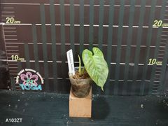 フィロデンドロン マジェスティックPhilodendron Majestic