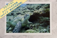 【アオウミガメ】オリジナル水中写真プリント（微光沢写真・A4サイズ）【野生動物】