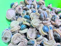 冷凍マツバ貝200個　石鯛　黒鯛　釣り餌　カサガイ　ジンガサ 冷凍マツバ貝200個 石鯛 黒鯛 釣り餌 カサガイ ジンガサ - メルカリ